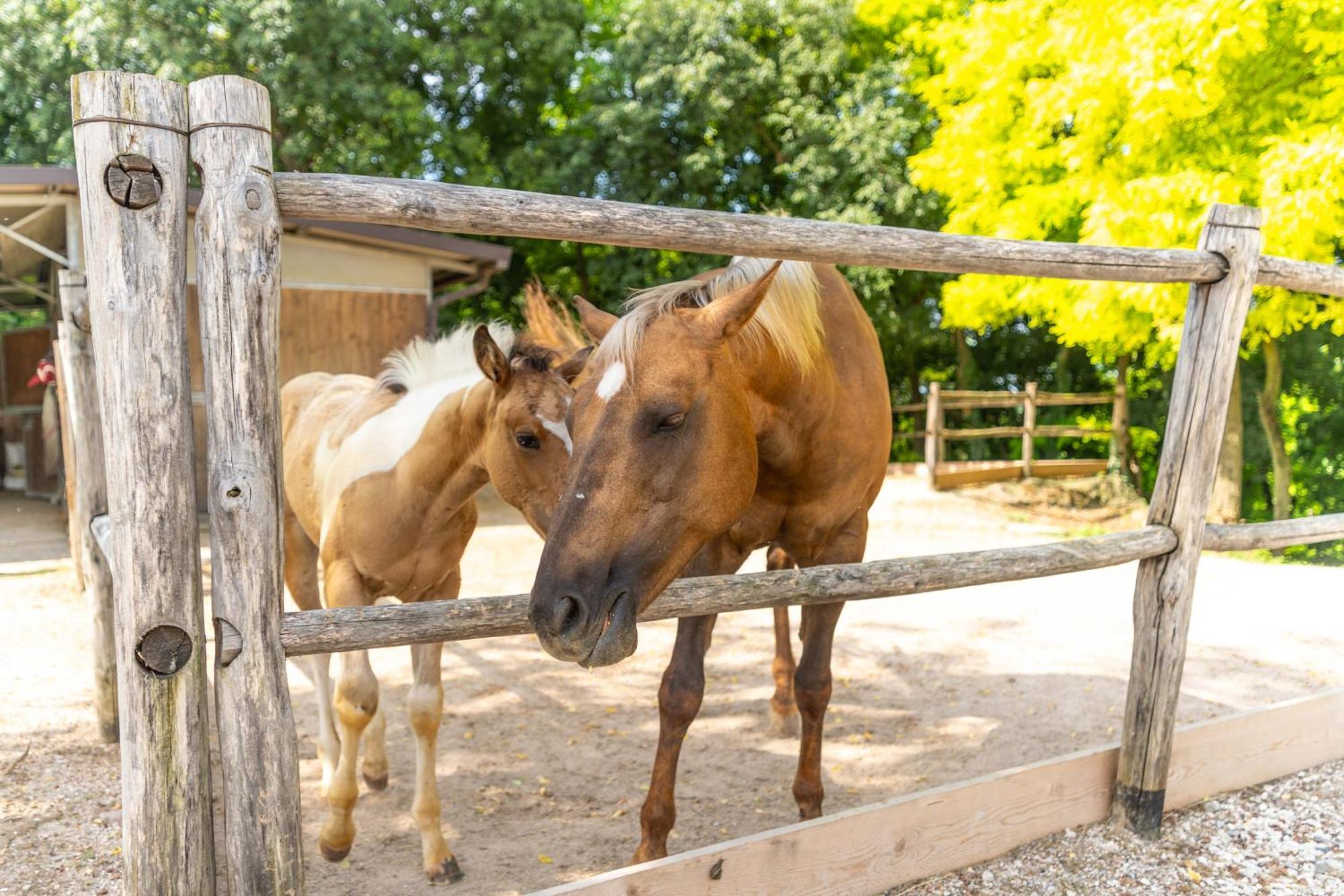 Agriturismo Colle Dei Pivi Ponti sul Mincio Ngoại thất bức ảnh
